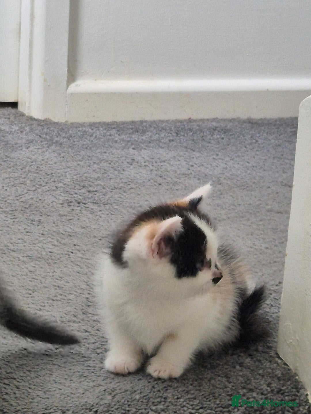 British Longhair cats for sale: British longhair - Image 4