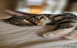 Domestic Shorthair cats for sale: Kittens looking for their forever home 🩷🩵🩷 - Image 11