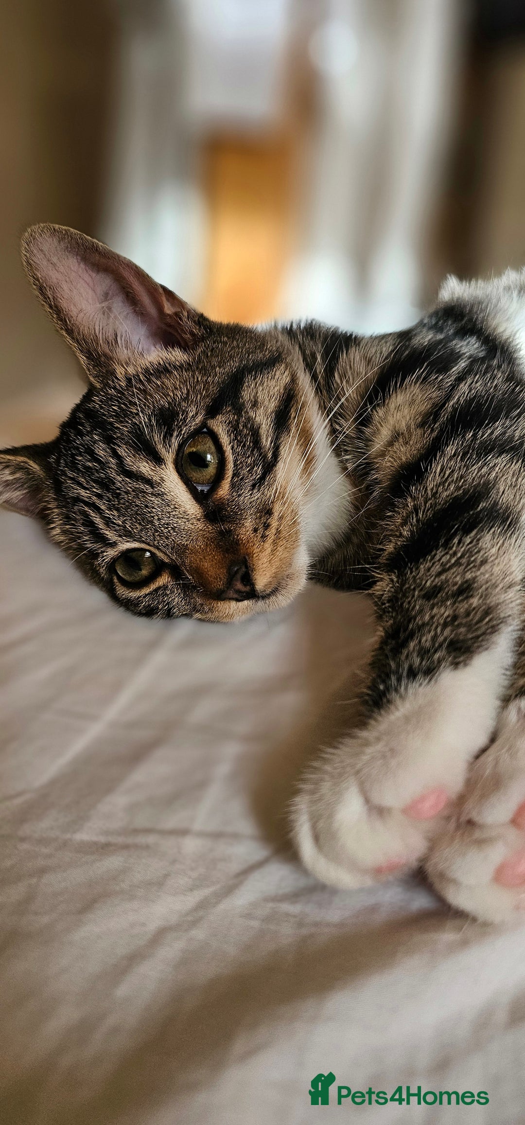 Domestic Shorthair cats for sale: Kittens looking for their forever home 🩷🩵🩷 - Image 11