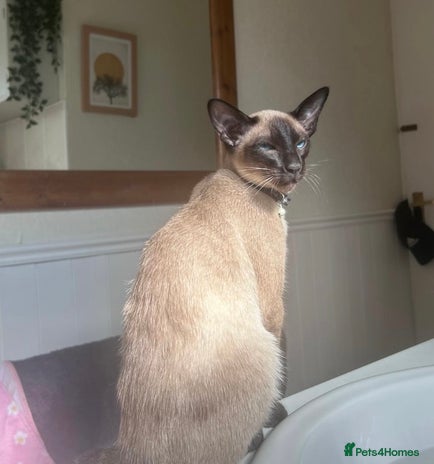 Siamese cats Beautiful Siamese wedgehead boy for stud - Advert 5