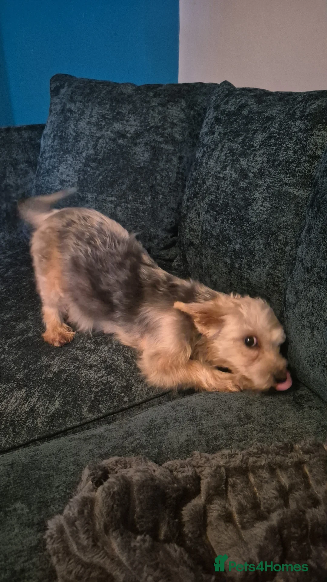 Morkie dogs for sale: Morkie puppies - Advert 1