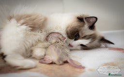 Ragdoll cats for sale: Ragdoll Blue Bicolor Kitten Boy LRBA TICA - Image 8
