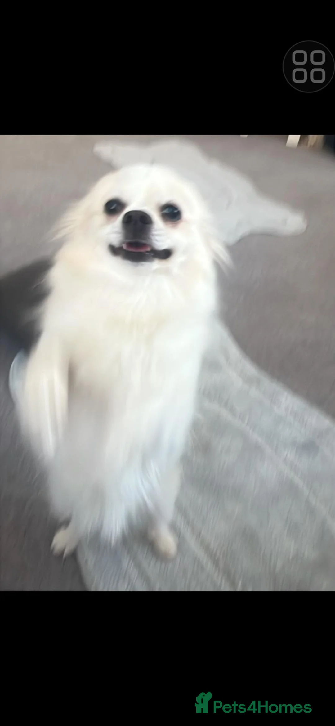 Pomeranian dogs for sale: 4 beautful white male pomerians ready to go 900 - Advert 2