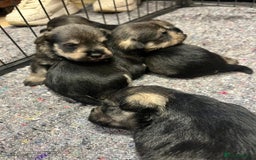 Miniature Schnauzer dogs for sale: KC Miniature Schnauzer Puppies - Image 3