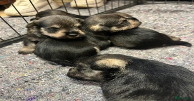 Miniature Schnauzer dogs - Advert 2