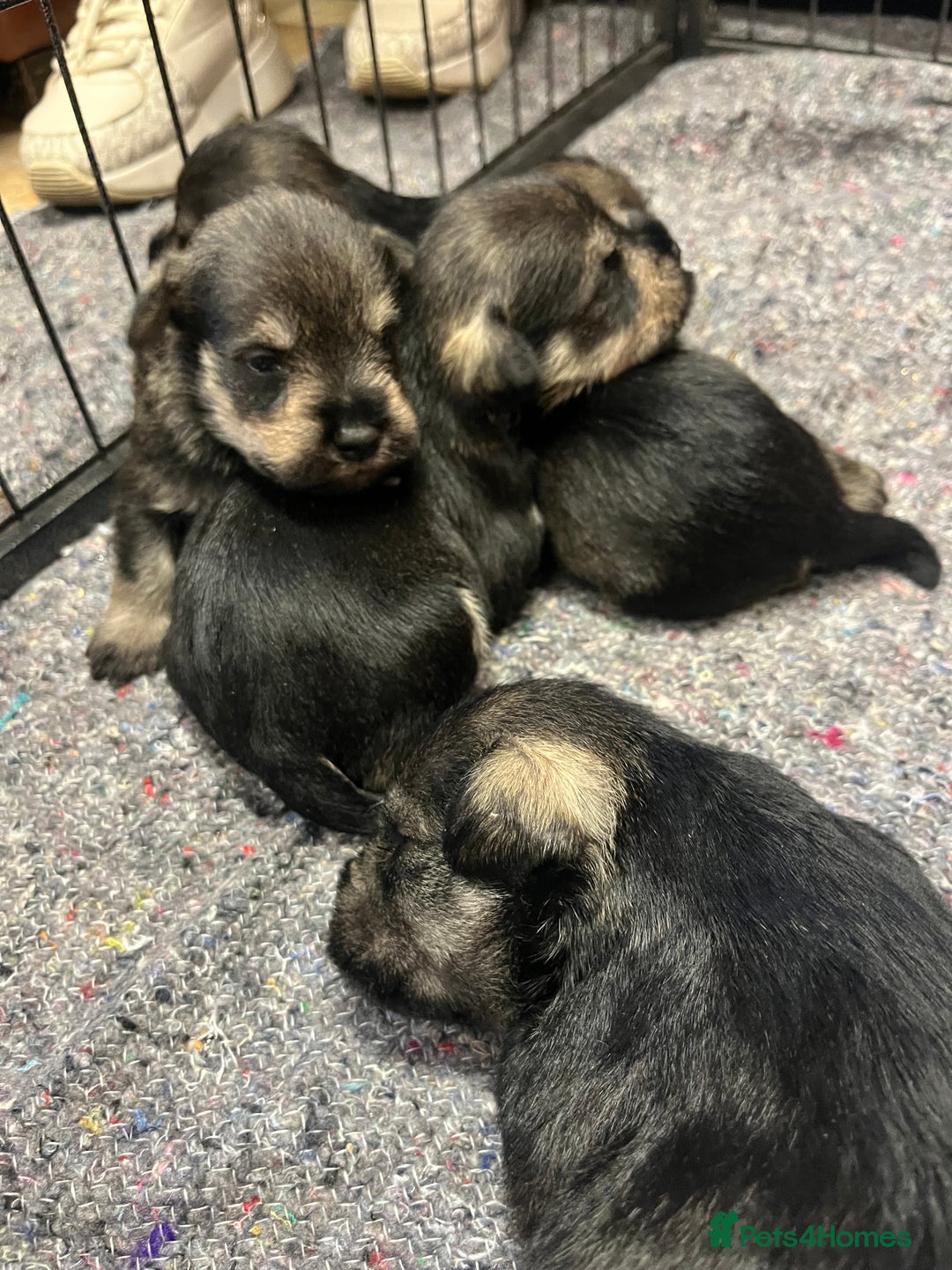 Miniature Schnauzer dogs for sale: KC Miniature Schnauzer Puppies - Image 3