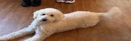 Bordoodle dogs for sale: F1b Bordoodle extensive genetic test clear - Advert 8