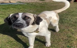 Mixed Breed dogs for sale: Kangal cross needing a new home  - Image 2