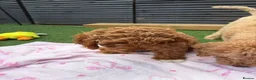 Cavapoo dogs for sale: Retuned home to us  - Advert 6