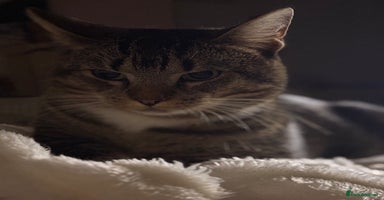 British Shorthair cats - Advert 16