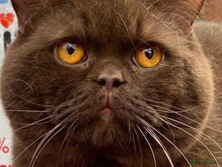 British Shorthair cats in Warrington - Advert 5