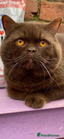 British Shorthair cats 🍁 GCCF Champion Chocolate Stud 🍁 in Warrington - Advert 6