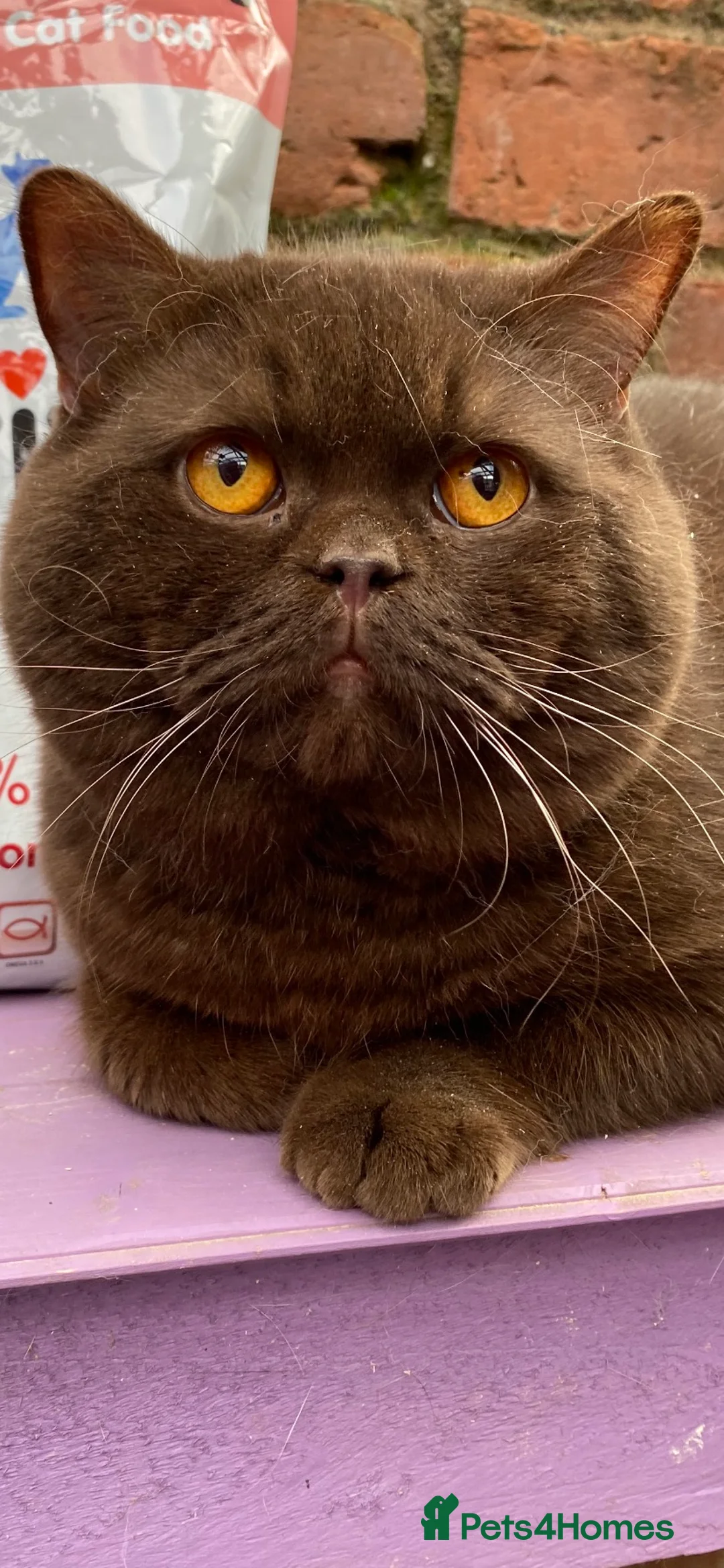 British Shorthair cats for stud: 🍁 GCCF Champion Chocolate Stud 🍁 in Warrington - Advert 1