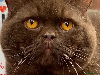 British Shorthair cats 🍁 GCCF Champion Chocolate Stud 🍁 in Warrington - Advert 8