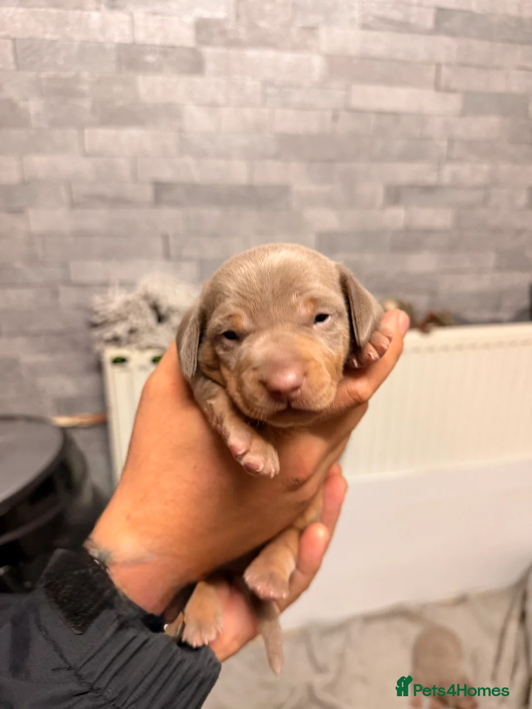 Miniature Dachshund dogs for sale: Miniature dachshund  in Bala - Advert 6