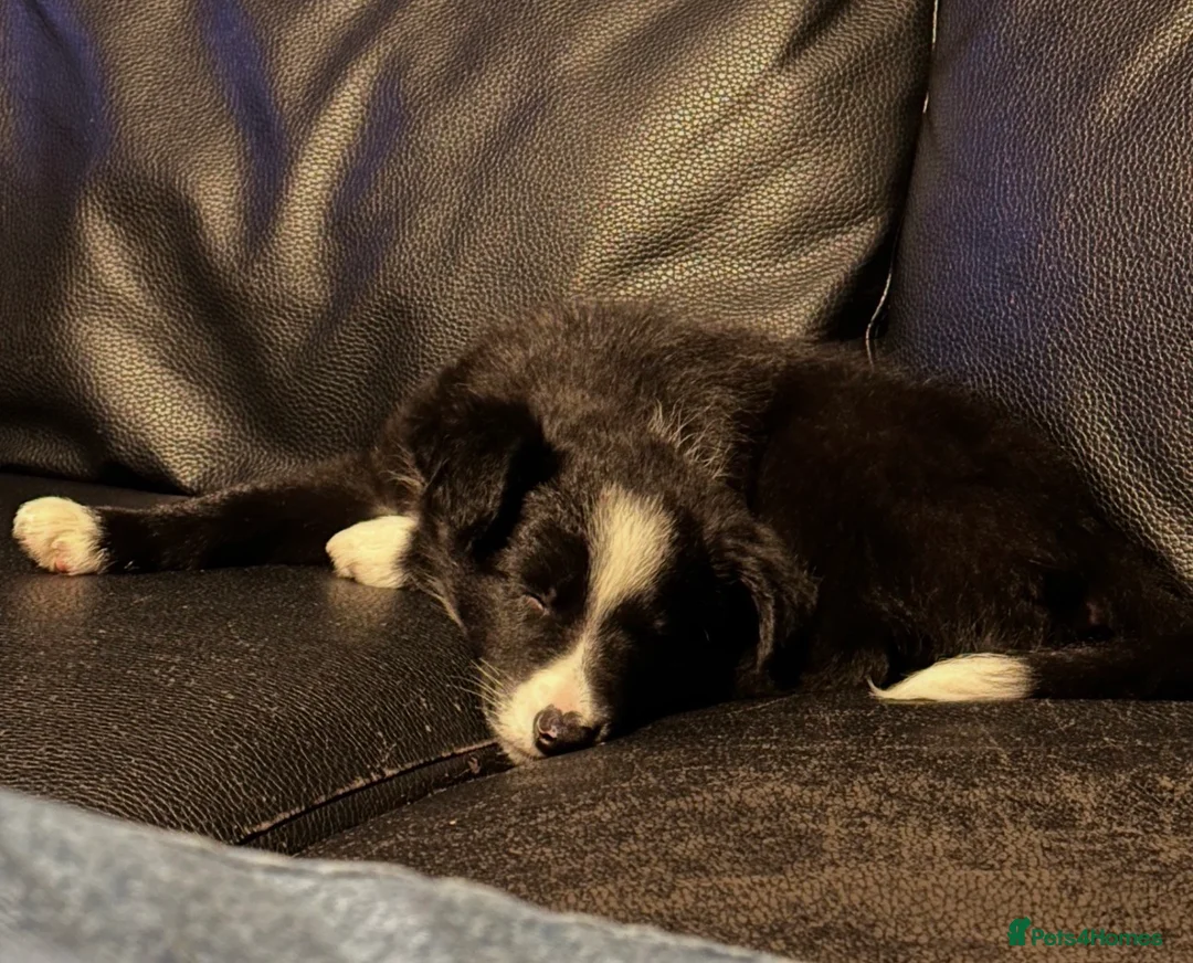 Border Collie dogs for sale: 7 month old female border collie  in Bathgate - Advert 3