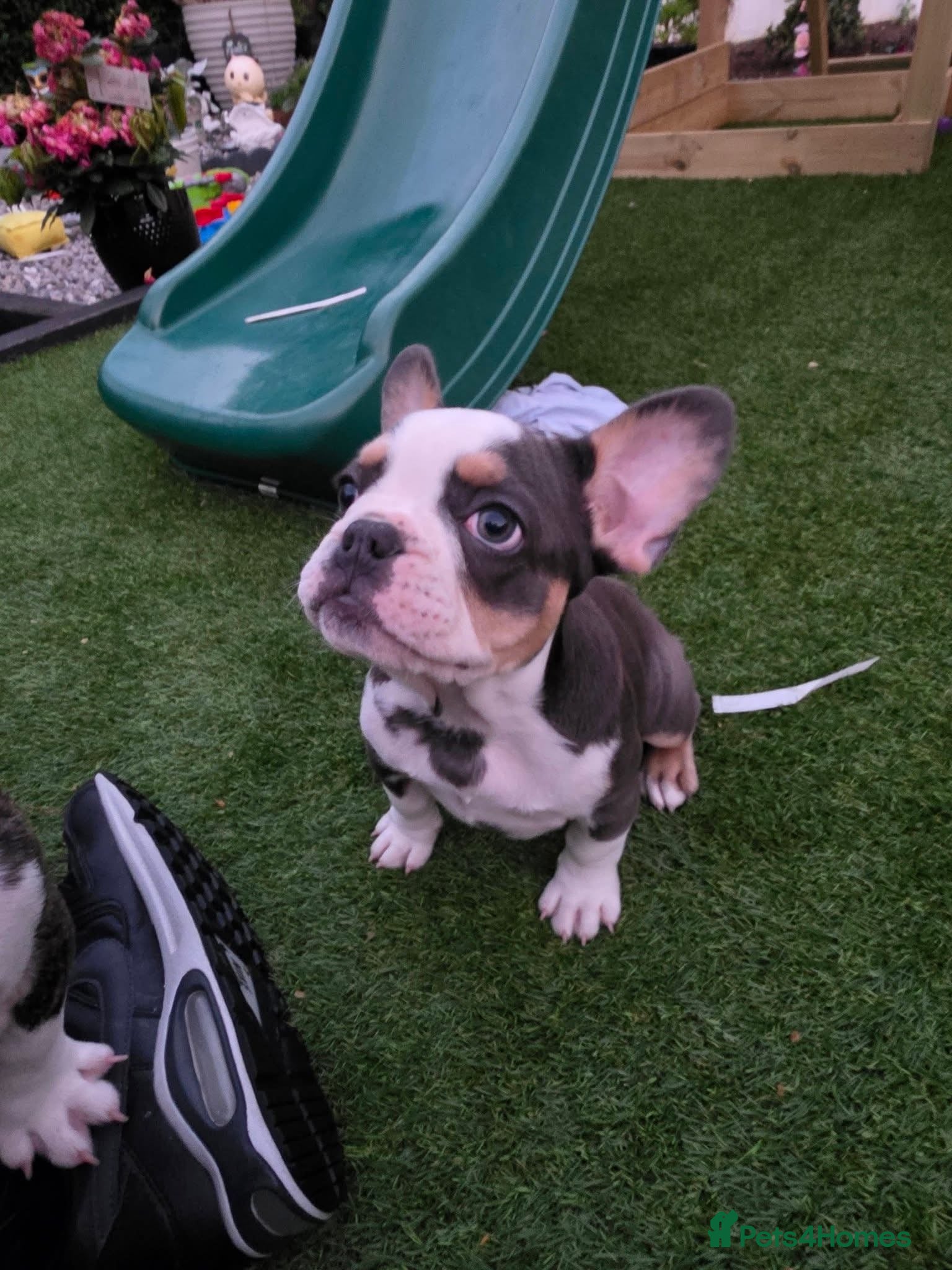 French Bulldog dogs for sale: Female French bulldog  - Advert 2