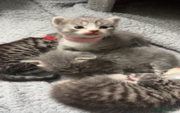 Domestic Shorthair cats for sale: Blue/Brown/Black Tabbies (DSH) - Image 13