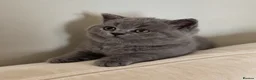 British Shorthair cats for sale: Champion GCCF active blue female  - Advert 3