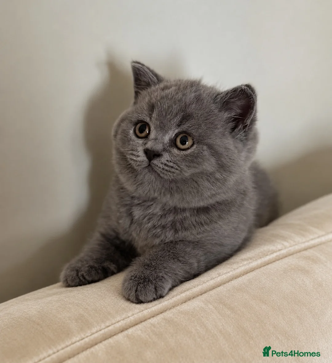 British Shorthair cats for sale: Champion GCCF active blue female  - Advert 3