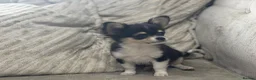 Chihuahua dogs for sale: Loving boy looking for forever home  - Advert 8