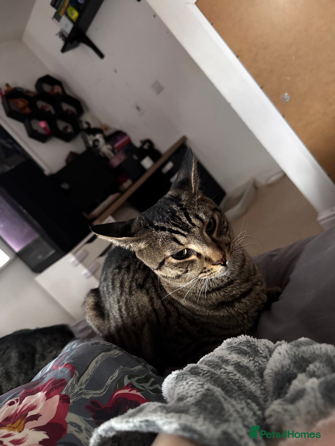 Mixed Breed cats for sale: Amazing Cats - Advert 14