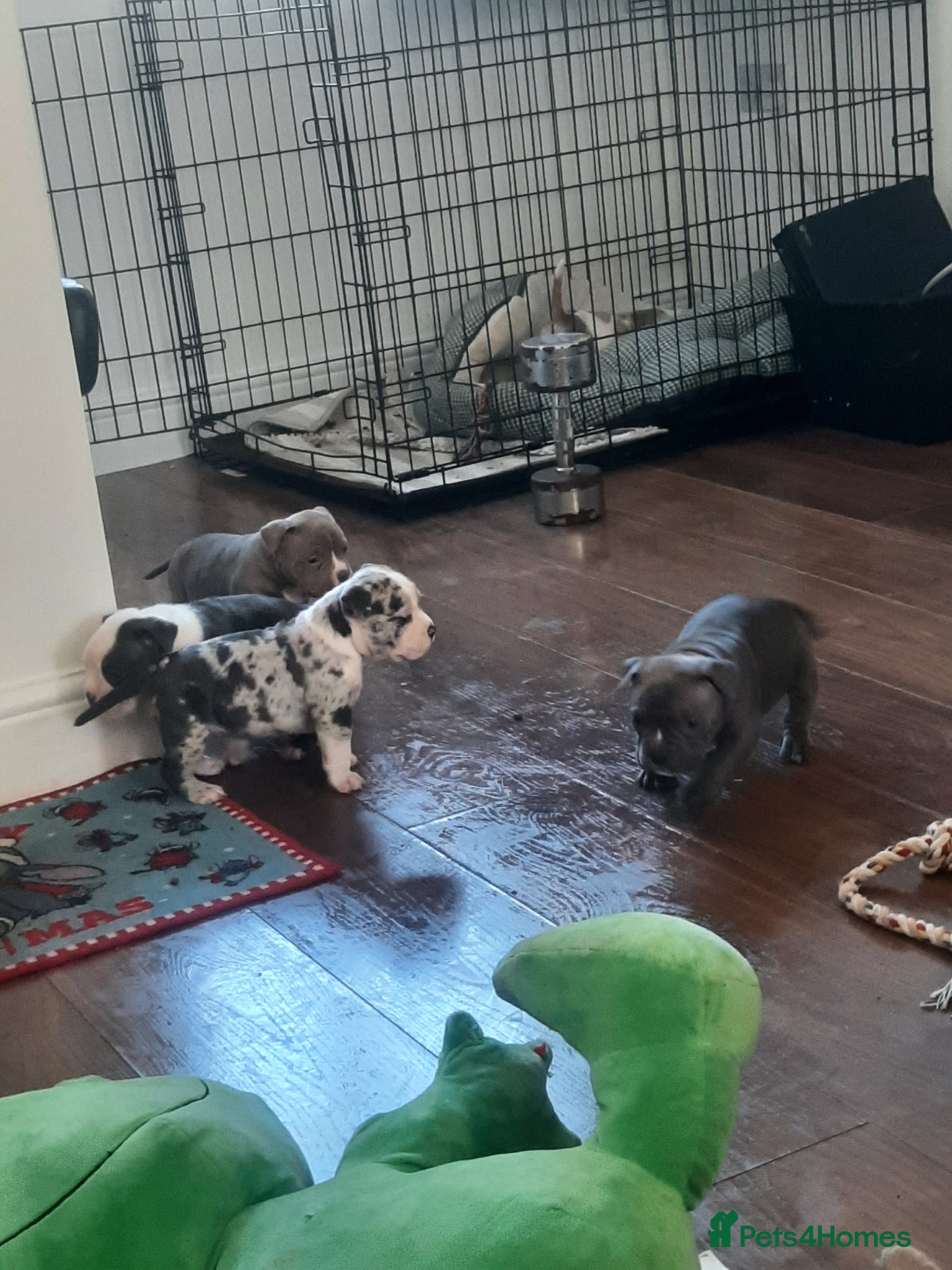 American Bully dogs Abkc reg platinum/champion pocket bullies 5* - Advert 6