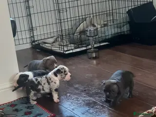 American Bully dogs Abkc reg platinum/champion pocket bullies 5* - Advert 6