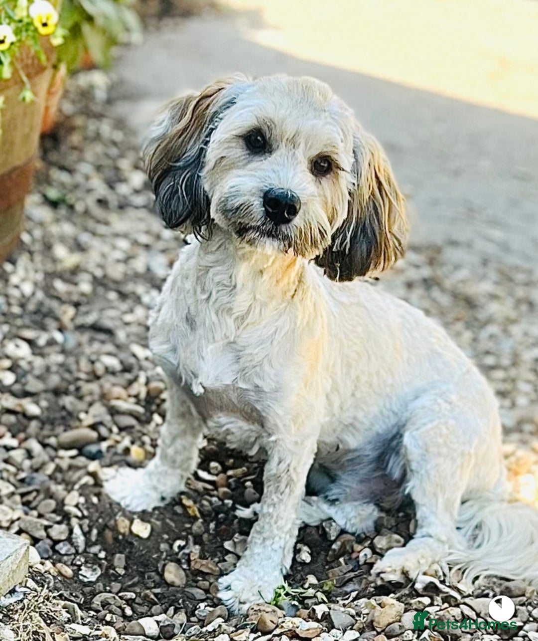 Mixed Breed dogs for sale: 🌟BUNDLES OF JOY 🐶 SUPER CUTE MALSHIPOO PUPS - Image 26