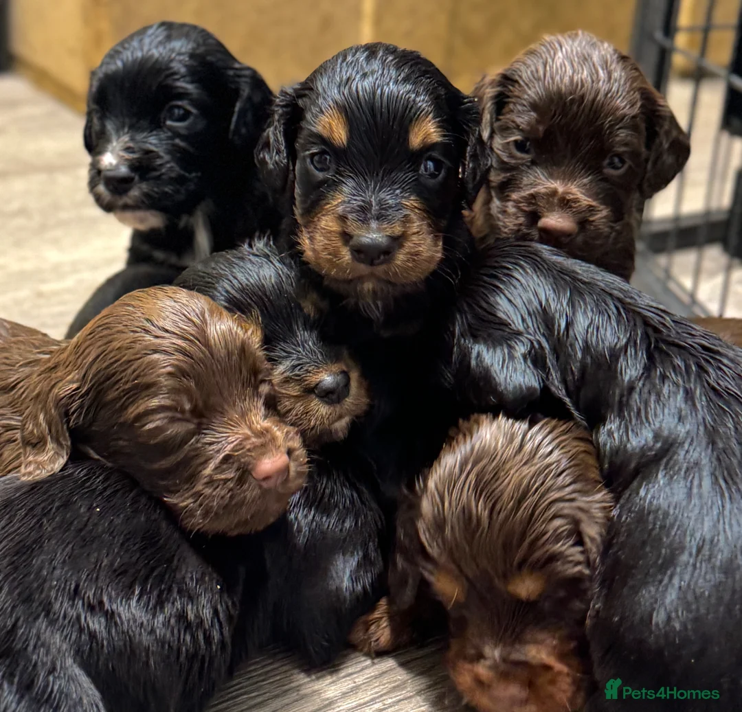 Cocker Spaniel dogs for sale: KC Registered Working Cocker Spaniels  - Advert 1