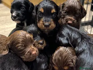 Cocker Spaniel dogs KC Registered Working Cocker Spaniels - Advert 3