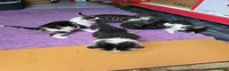 Mixed Breed cats for sale: 5 kittens and adult cat sale. Adult cat £50  in Ipswich - Advert 24