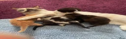 Ragdoll cats for sale: Beautiful cross Ragdoll kittens - Advert 5