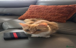 Maine Coon cats for sale: Cat free for rehoming  - Image 1