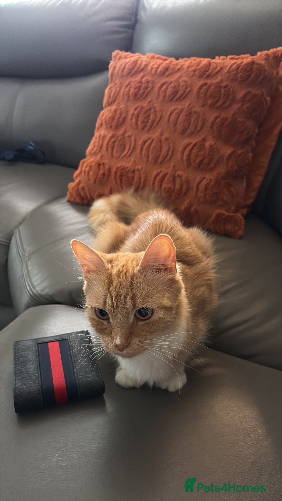 Maine Coon cats for sale: Cat free for rehoming  - Image 1