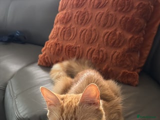 Maine Coon cats - Advert 6