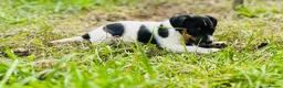 Jack Russell dogs for sale: Jack Russell Puppies for sale - Advert 12
