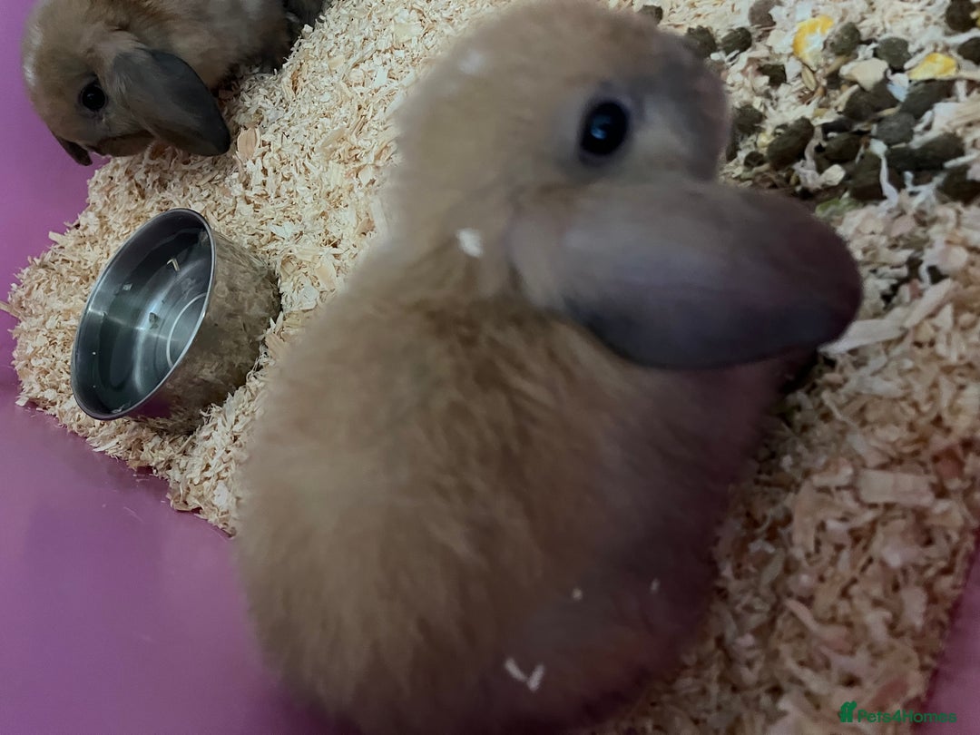 Mixed Breed rabbits for sale: Baby rabbits  - Image 2