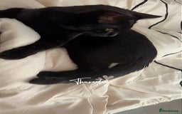 Domestic Shorthair cats for sale: 7 month old cat  - Image 1