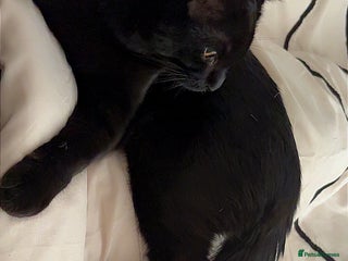 Domestic Shorthair cats - Advert 23