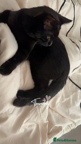 Domestic Shorthair cats - Advert 10