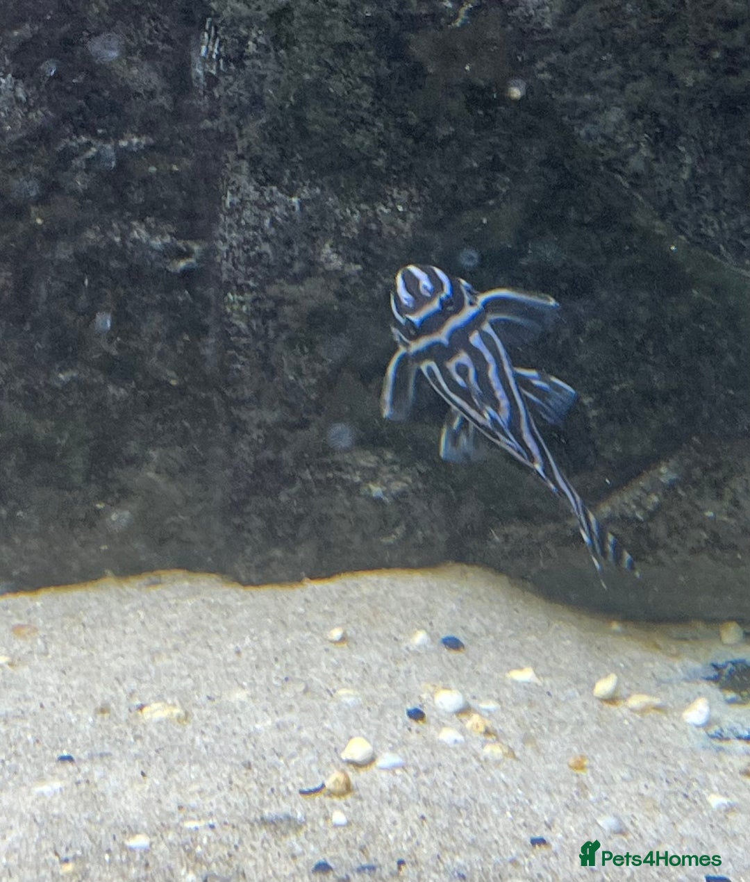 Plecos fish for sale: Zebra pleco  - Advert 2
