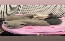 British Shorthair cats for sale: Rainbow litter 🤩🤩💕💕🌈🌈 - Image 14