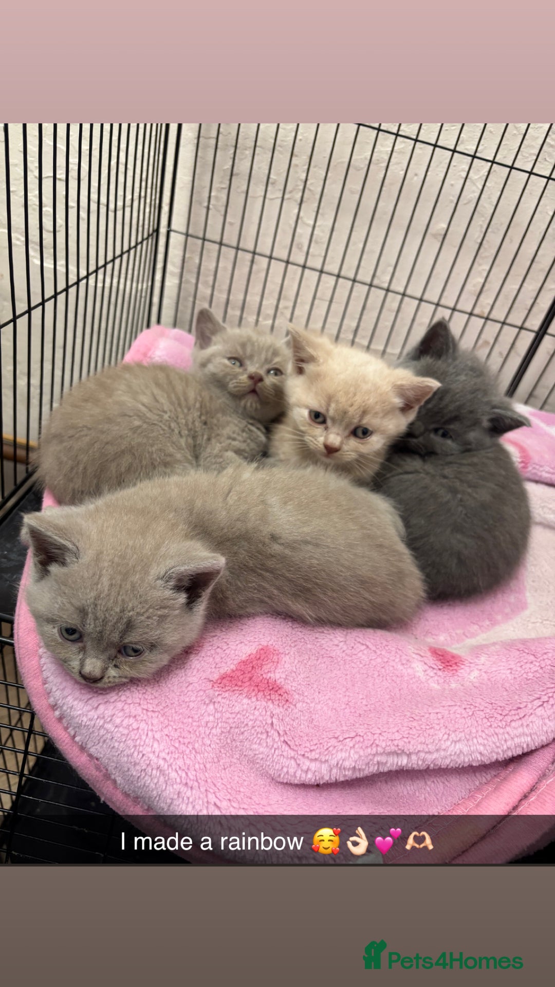 British Shorthair cats for sale: Rainbow litter 🤩🤩💕💕🌈🌈 - Image 14