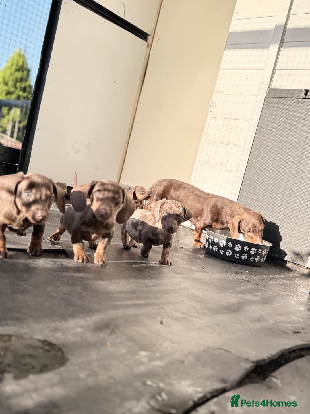 Miniature Dachshund dogs for sale: Mini Dachshund pups ready  - Image 4