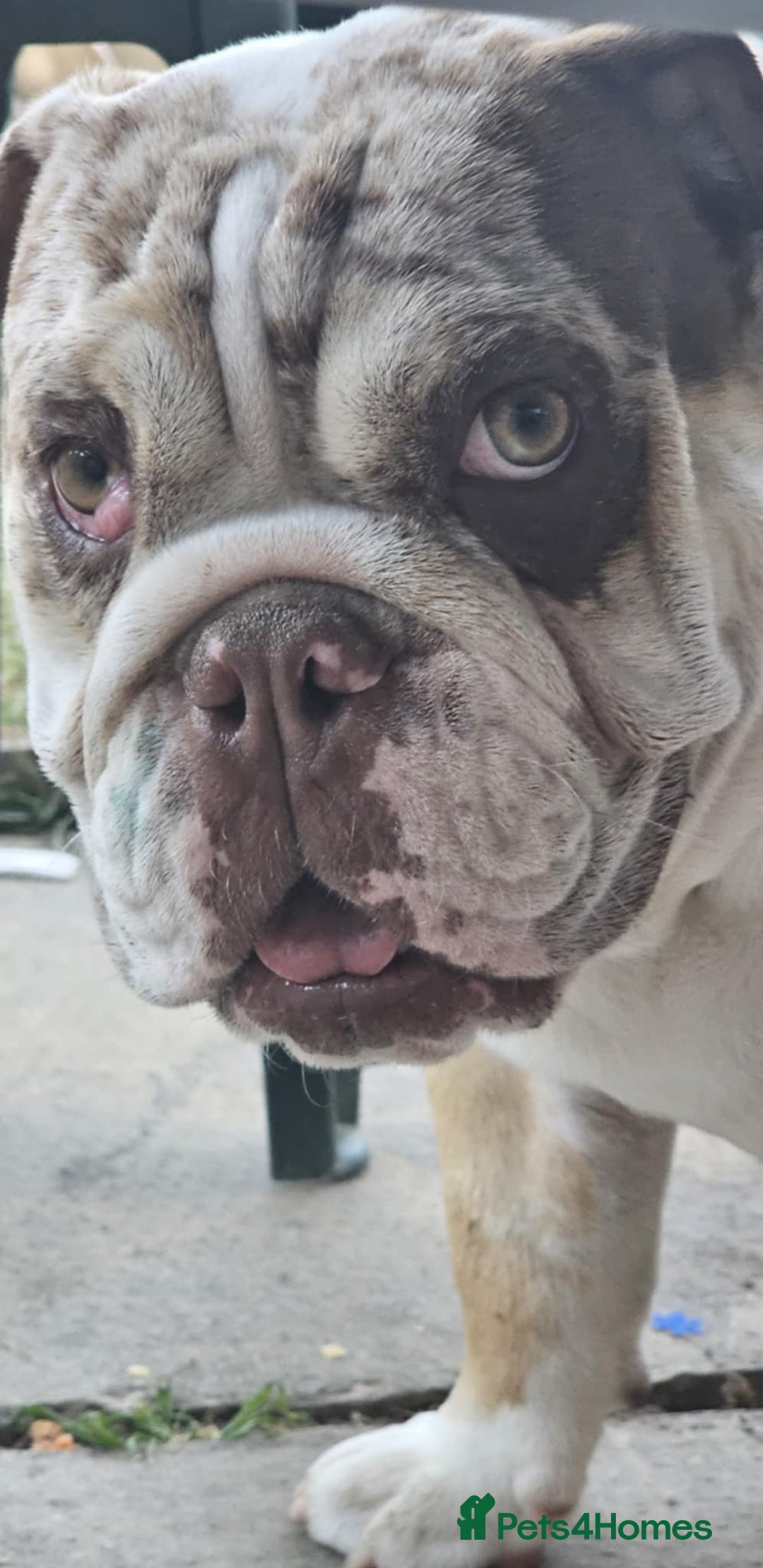 English Bulldog dogs for sale: English bulldog female  - Image 3