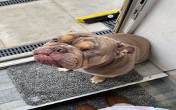 English Bulldog dogs for sale: Lilac & Tan English Bulldog 3 Yr Old MALE - Image 6