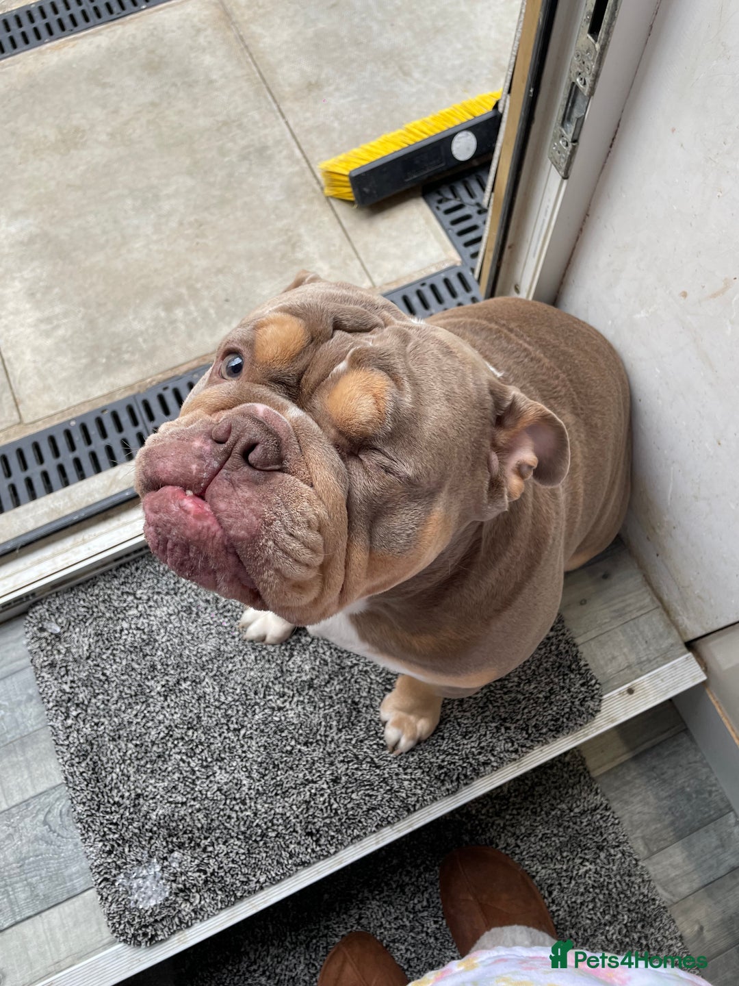 English Bulldog dogs for sale: Lilac & Tan English Bulldog 3 Yr Old MALE - Image 6
