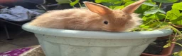 Mixed Breed rabbits for sale:  **  bunnies (born on  ** ) Netherland Dwarfs in Reading - Advert 5