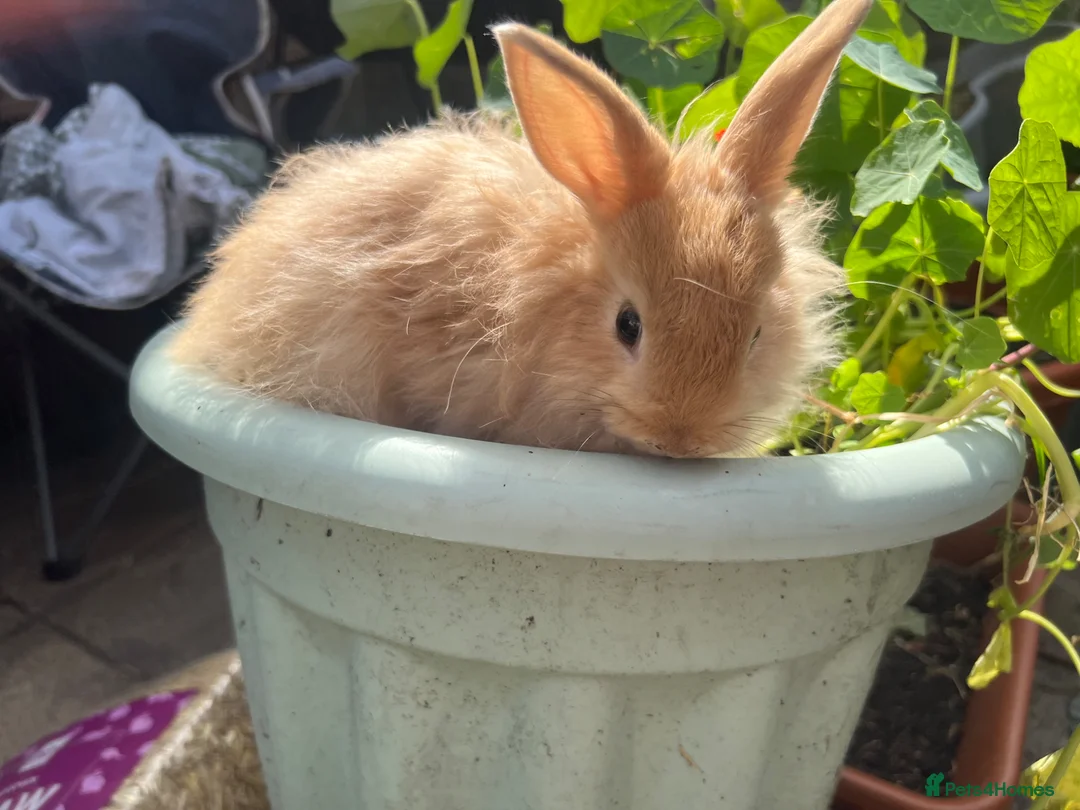 Mixed Breed rabbits for sale:  **  bunnies (born on  ** ) Netherland Dwarfs in Reading - Advert 5